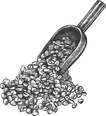 コーヒー豆とそれをすくう専用のスコップのイラスト